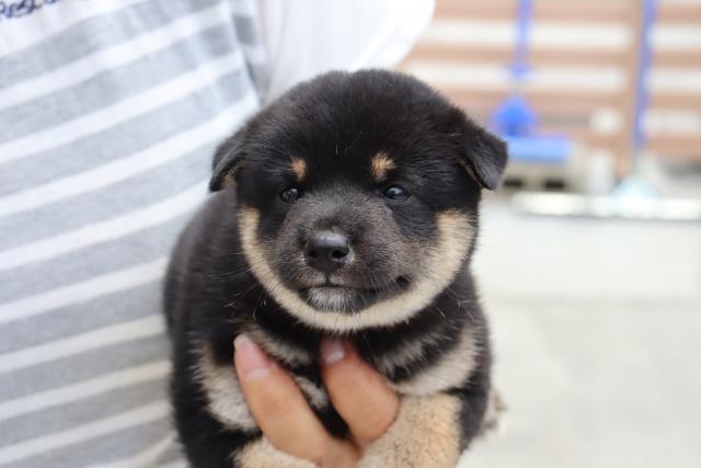 柴犬