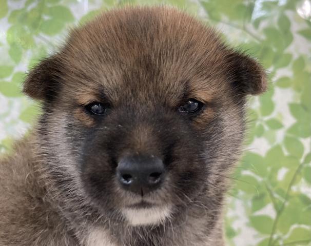 柴犬
