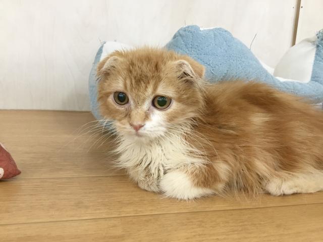 ビバペッツ志木店 埼玉県 子犬や子猫たちのペット販売情報が満載 ペットステーション ビバペッツ志木店 埼玉県 子犬や子猫たちのペット販売情報が満載 ペットステーション