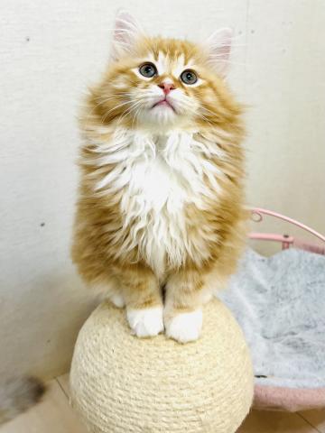 サイベリアン