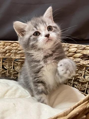 スコティッシュフォールド（立ち耳）※折れ耳、立ち耳は成長過程で変わる場合もございます