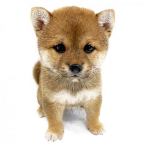 柴犬