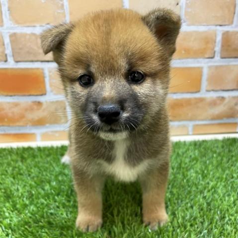 かねだい 横浜店 神奈川県 子犬や子猫たちのペット販売情報が満載 ペットステーション かねだい 横浜店 神奈川県 子犬や子猫たちのペット販売情報が満載 ペットステーション