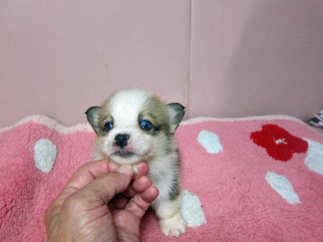 ウェルシュコーギーペンブローク