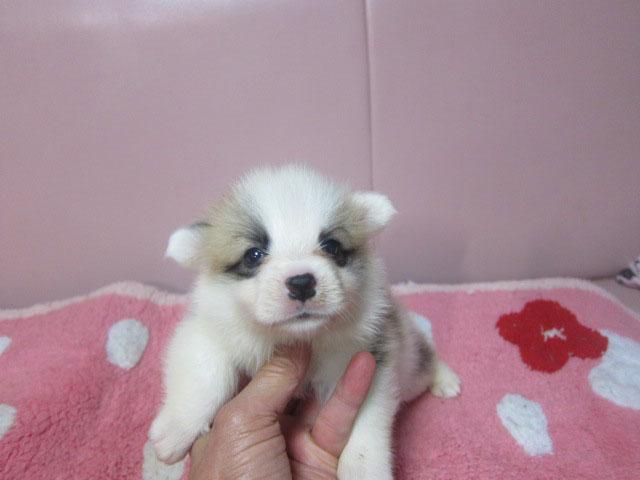 ウェルシュコーギーペンブローク