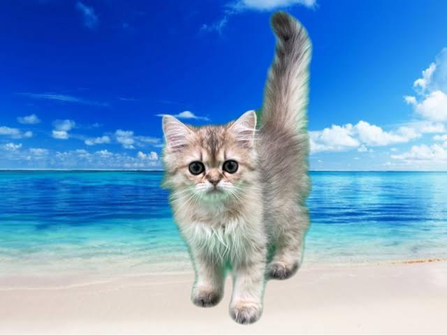 ペルシャ・ヒマラヤン