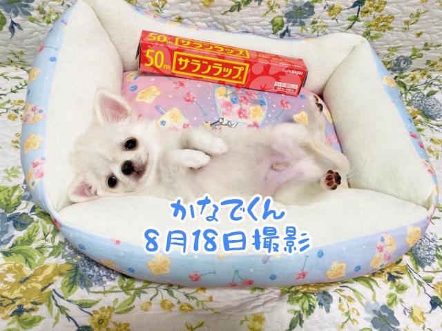 チワワ(ロングコート)