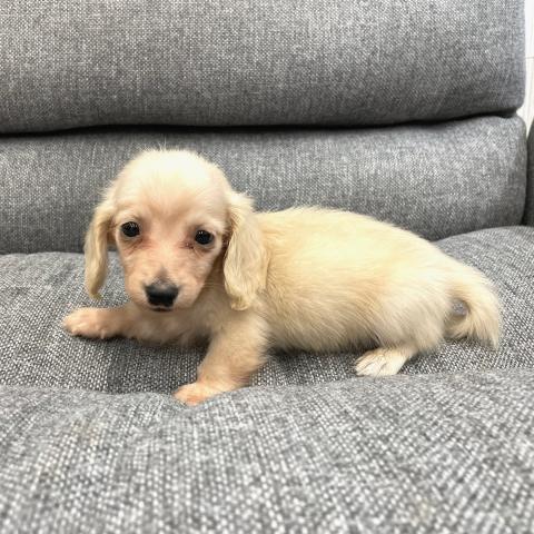 カニンヘンダックスフンド