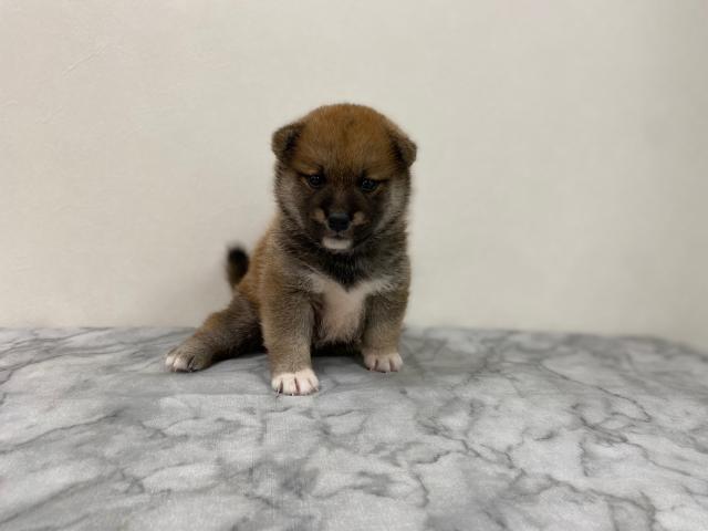 柴犬