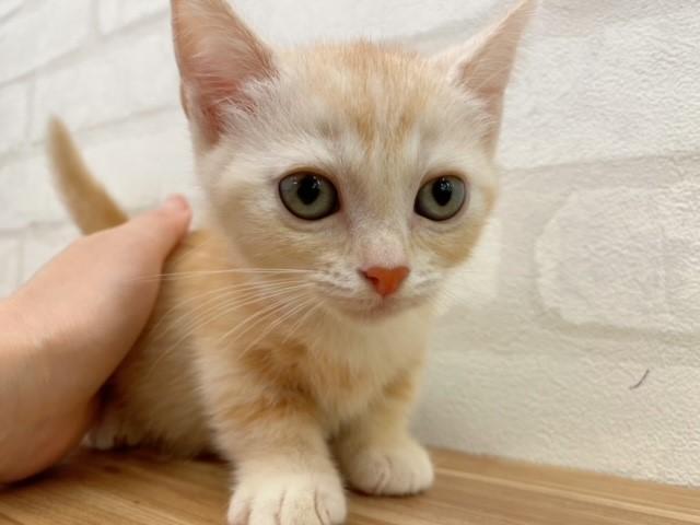 マンチカン