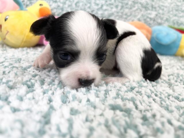 チワワ（ロングコート）