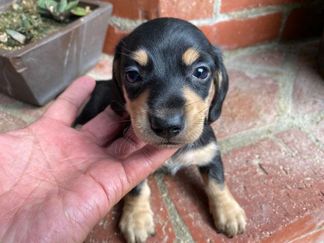 ミニチュアダックスフンド