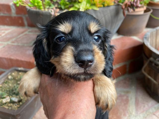 ミニチュアダックスフンド