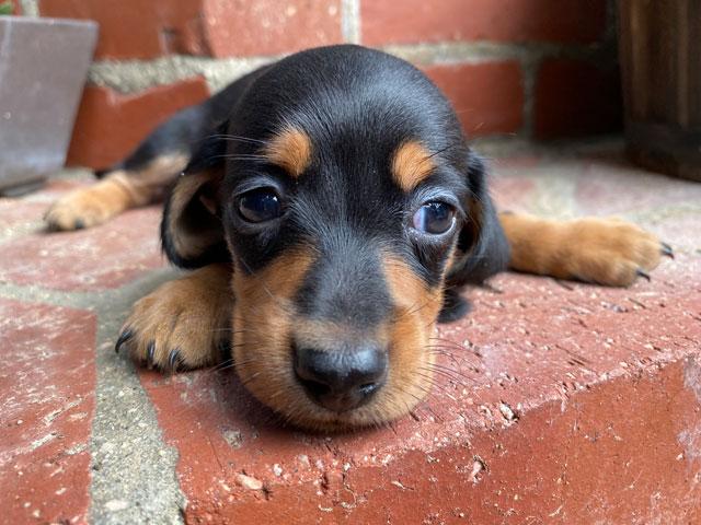 ミニチュアダックスフンド