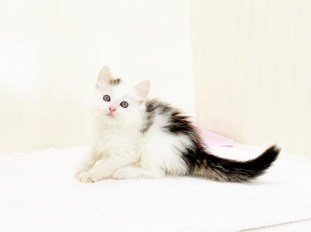 ノルウェージャンフォレストキャット