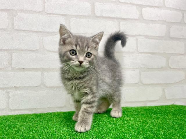 かねだい立川店 東京都 子犬や子猫たちのペット販売情報が満載 ペットステーション かねだい立川店 東京都 子犬や子猫たちのペット販売情報が満載 ペットステーション