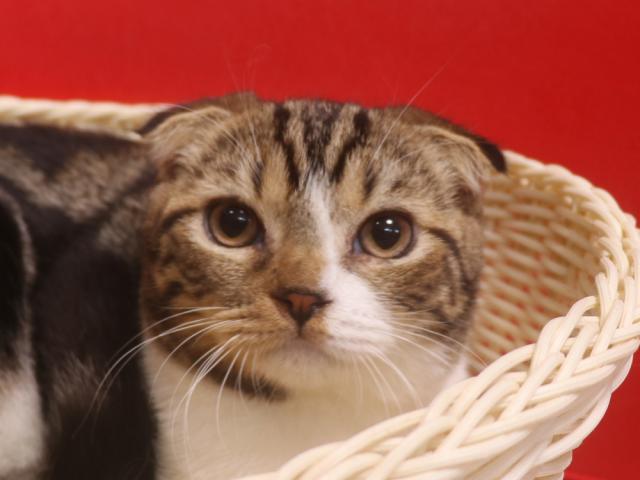 スコティッシュフォールド