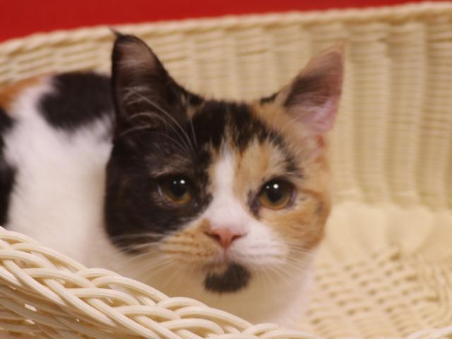 スコティッシュフォールド