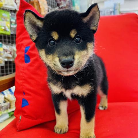 柴犬