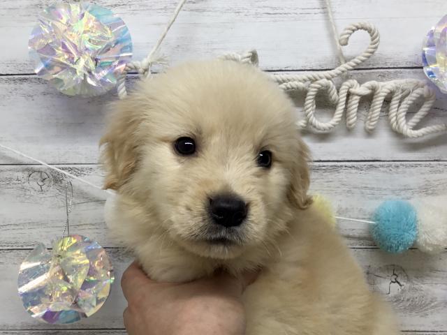 ゴールデンレトリーバー