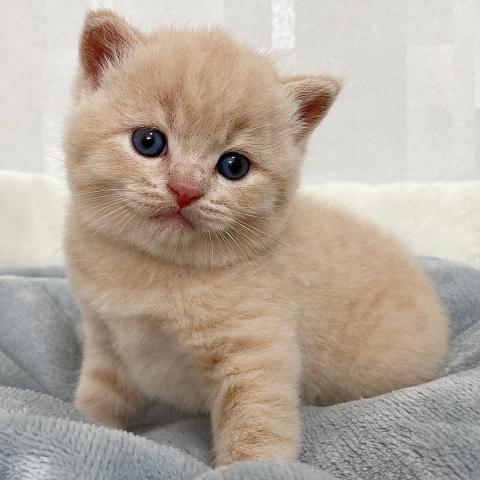 ブリティッシュショートヘア