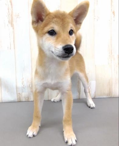 柴犬