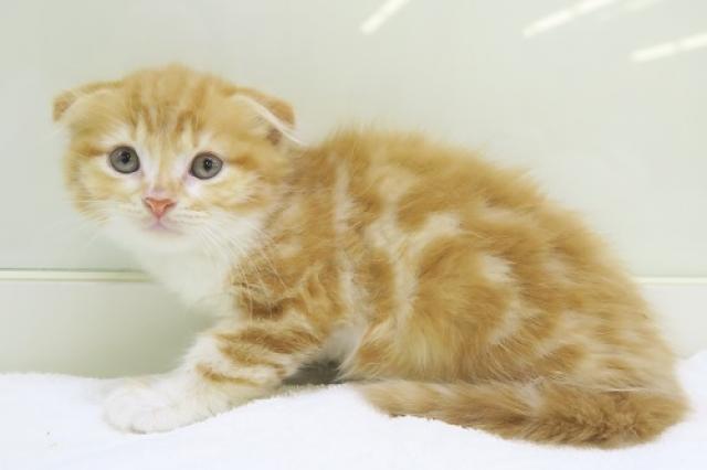 かねだい海老名店 神奈川県 子犬や子猫たちのペット販売情報が満載 ペットステーション