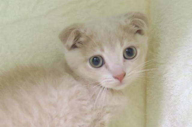 かねだい海老名店 神奈川県 子犬や子猫たちのペット販売情報が満載 ペットステーション