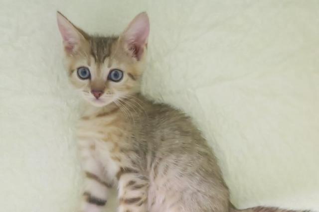 かねだい海老名店 神奈川県 子犬や子猫たちのペット販売情報が満載 ペットステーション