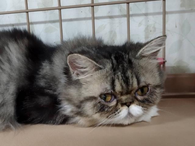 エキゾチックショートヘアー