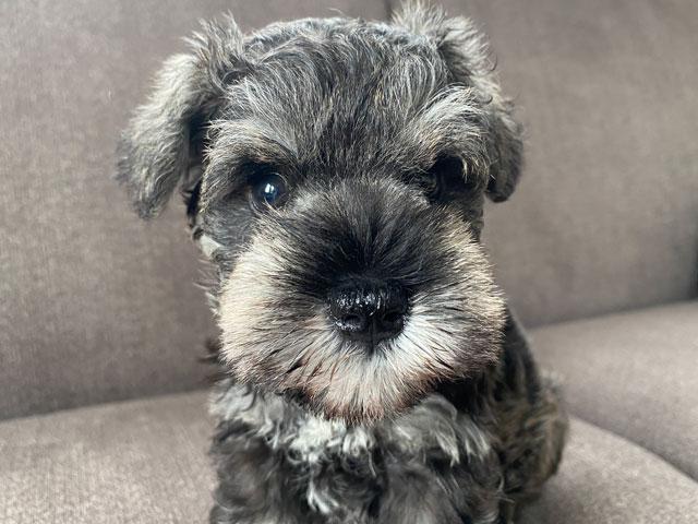 ミニチュアシュナウザー