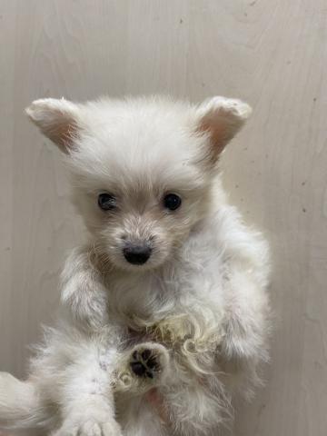 ビバペッツ志木店 埼玉県 子犬や子猫たちのペット販売情報が満載 ペットステーション ビバペッツ志木店 埼玉県 子犬や子猫たちのペット販売情報が満載 ペットステーション