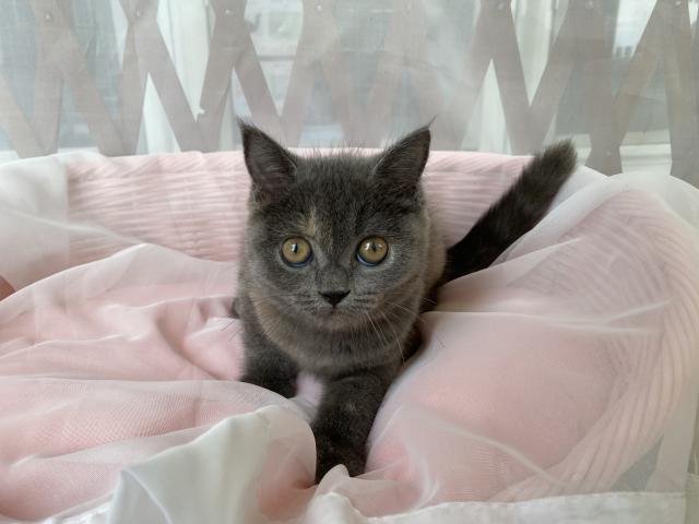 ブリティッシュショートヘア