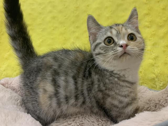 ブリティッシュショートヘア
