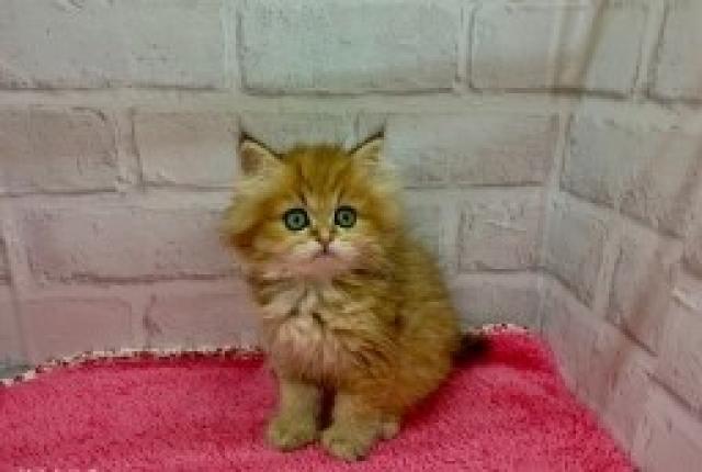 ペルシャ・ヒマラヤン