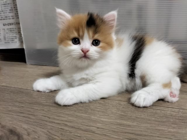 スコティッシュフォールド