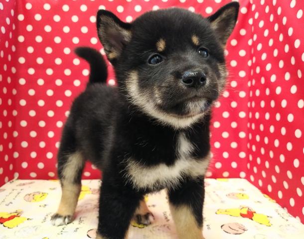 柴犬