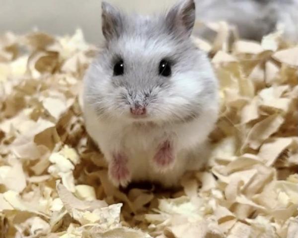 キャンベルハムスター
