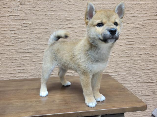 柴犬