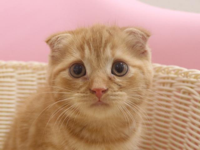 スコティッシュフォールド