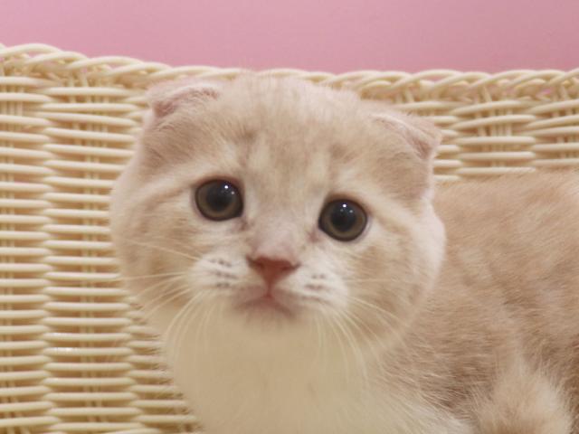 スコティッシュフォールド