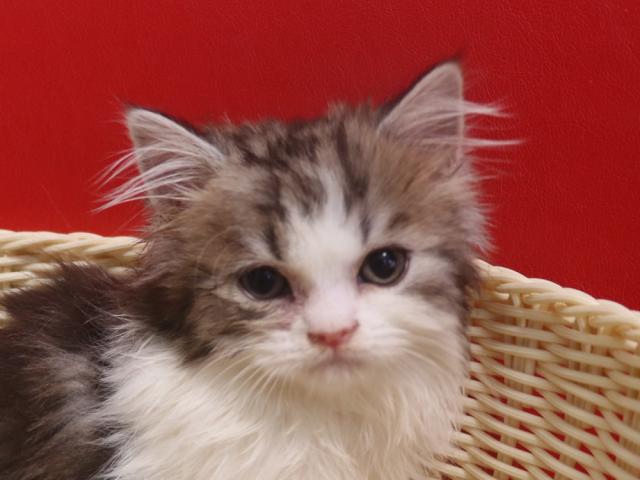 スコティッシュフォールド