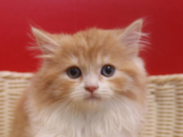 スコティッシュフォールド