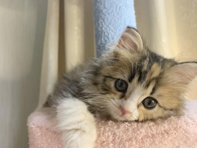 ミヌエット（旧ナポレオン）