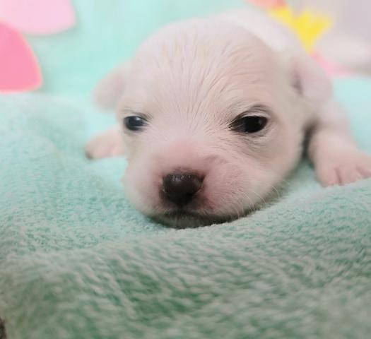 チワワ（ロングコート）