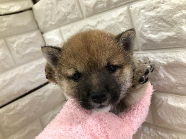柴犬豆柴
