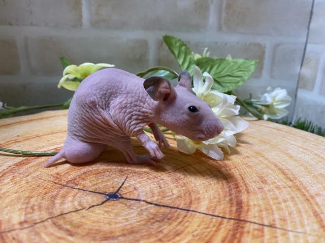 スキニーハムスター