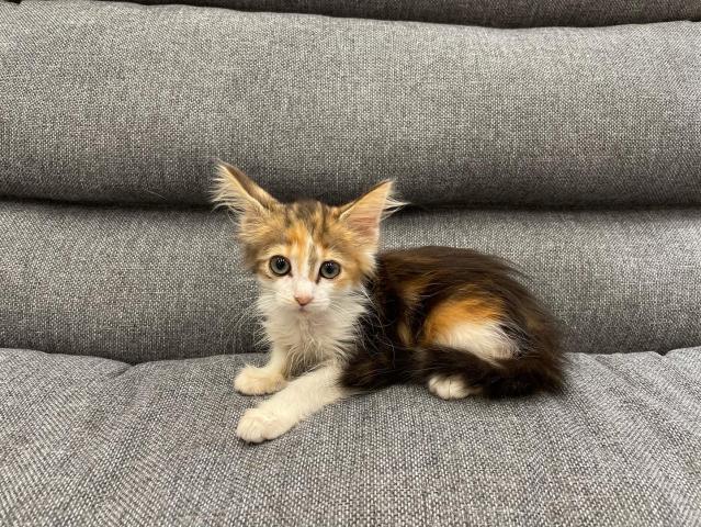 ノルウェージャンフォレストキャット