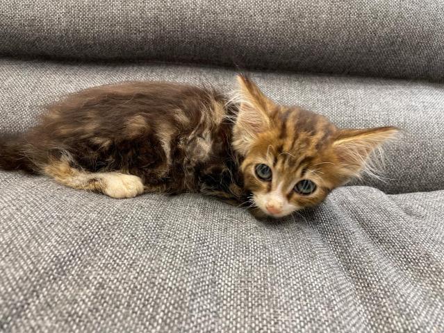 ノルウェージャンフォレストキャット