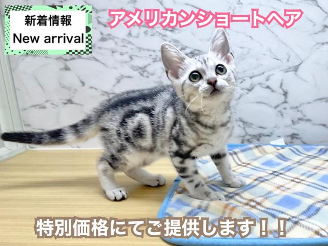アメリカンショートヘアー